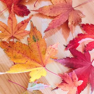 紅葉,イロハモミジ,イロハモミジ,日曜日は日本を感じる和の花の画像