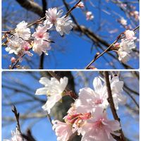 ツバキ,フユザクラ,感謝,ありがとう♡,今日のお花の画像