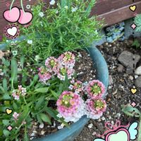 スイートアリッサム ,スイートアリッサム ,かすみ草,かすみ草,花のある暮らしの画像