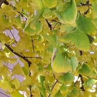 銀杏,イチョウ,イチョウ,イチョウ,草花の画像