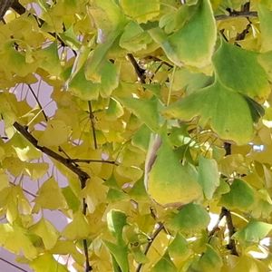 銀杏,イチョウ,イチョウ,イチョウ,草花の画像