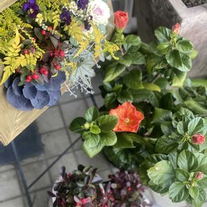 ガーデニング,緑のある暮らし,庭作り,庭の画像