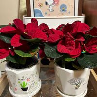 ポインセチア,真っ赤,平和を願う☆,いつまでも友達でいよう♡の画像