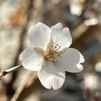 サクラ,四季桜,四季桜,シキザクラ,シキザクラの画像