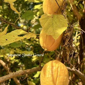 イロハモミジ,ナツヅタ,キカラスウリ  ,サルトリイバラ,つる性植物の画像