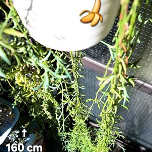 ラディカンスバナナ,セネシオ属,植物男子ベランダー,ネックレス,セネシオ・ラディカンスバナナの画像