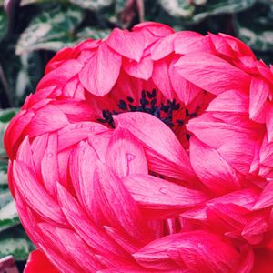 観葉植物,はなはな,花のある暮らし,花の写真,花のある生活の画像