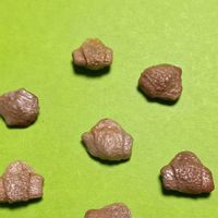 デンマークカクタス,これは何だろうなぁ。。,クリスマスカクタス（シャコバサボテン）,シャコバ サボテン,東北人花の会の画像