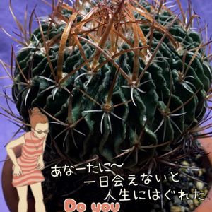 縮玉,クラリンドウ,ドルステニア・フォエチダ,テフロカクタス ゲオメトリクス,お庭の植物の画像