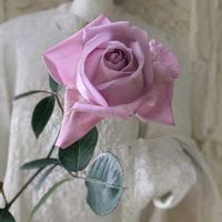 ペペロミア,ブルームーン,ペペロミアハッピービーン,新雪のバラ,エンジェルデーの画像