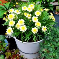 ボンザマーガレットの画像