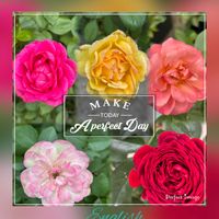 バラ,花のある暮らし,お出かけ先にて,チーム愛知,GSアダルトチームの画像