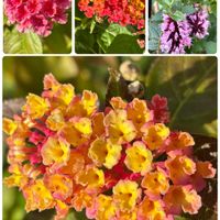 ランタナ,癒し,花のある暮らし,植物のある暮らし,お庭のお花の画像