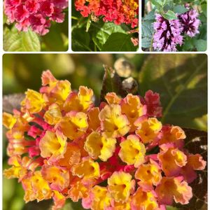 ランタナ,癒し,花のある暮らし,植物のある暮らし,お庭のお花の画像