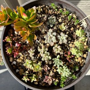 多肉植物,多肉中毒,ベランダ多肉,多肉多肉多肉,多肉女子の画像