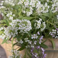 アリッサム,寄せ植え,花のある暮らし,季節のお花,我が家のお花の画像