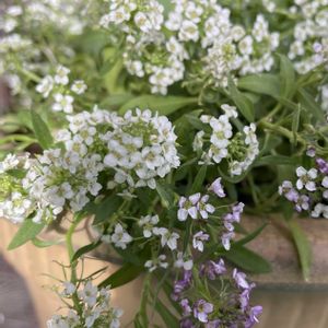 アリッサム,寄せ植え,花のある暮らし,季節のお花,我が家のお花の画像