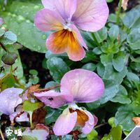 ミニバラ・グリーンアイス,ビオラ ビビ ピンクアンティーク,種まき,花のある暮らし,冬の庭の画像