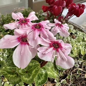 ガーデンシクラメン 武蔵,イリュージア ピンクラテ,鉢植え,開くシクラメン,庭の画像