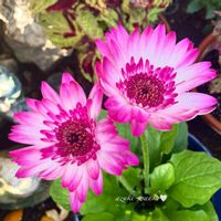 ガーベラ,花のある暮らし,お散歩写真,お花が好き♡,綺麗なお花の画像