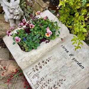 寄せ植え,今日の一枚の画像