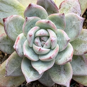 ブラックサバス,多肉植物,多肉植物とサボテン,タニラー,多肉植物大好きの画像