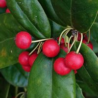 セイヨウヒイラギ,クリスマスホーリー,スマホ撮影,お出かけ先の画像