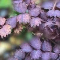 葉っぱのある暮らし,お花のある暮らし,小庭のある暮らし,アカエナ  パープレア,いつもありがとうございますの画像