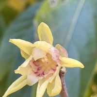 ロウバイ,コサギ,京都府立植物園,カワウの画像