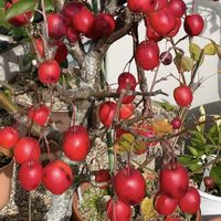 ヒメリンゴ,癒し,花のある暮らし,庭の画像