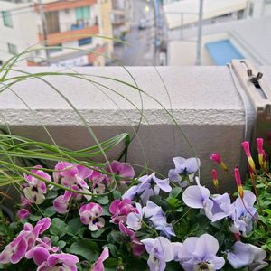 オキザリス,ビオラ,花,ベランダの画像