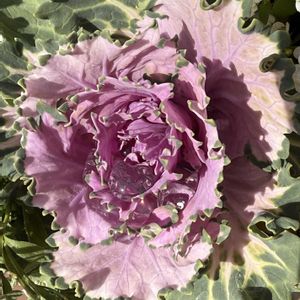 ベテラン乙女倶楽部,玄関アプローチの画像