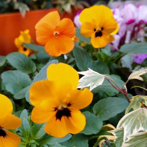 ビオラ,寄せ植え,楽しみ〜,嬉しい,ハッピー❣️の画像