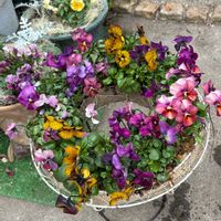 パンジー,はな,パンジー　ドラキュラ,寄せ植え,リースの画像