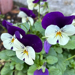 ビオラ・ペニーホワイトジャンプアップ,ビオラ・ペニーホワイトジャンプアップ,ビオラパンプキン,ビオラ・パンプキン,地植えの画像