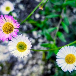 小菊,神社,季節の花,花のある暮らし,紅葉（こうよう）の画像