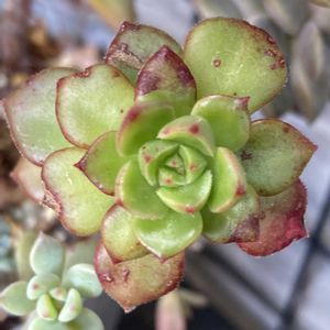 寄植え,ハンギング,小さな庭,玄関アプローチ,玄関内側の画像