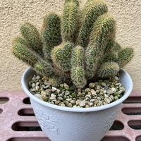 サボテン,アケルシア綴化の画像