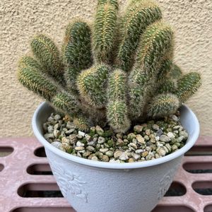 サボテン,アケルシア綴化の画像