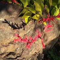 パイナップルセージ,パイナップルセージ,ヤブラン,ヤブラン,メヤブマオの画像