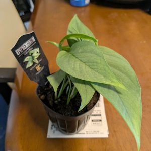 PR,GreenSnap STORE,三ツ星品質モニター,キッチンの画像