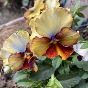 ヌーヴェル・ヴァーグ,パンジーマシェリマダム,ヌーヴェルヴァーグ　ラピスラズリ,黄色の花,コバルトブルーの画像