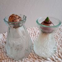 ビオラ,ヒヤシンス 水耕栽培,ヒヤシンス 水耕栽培,ヒアシスターズの画像