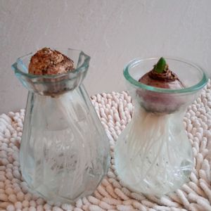 ビオラ,ヒヤシンス 水耕栽培,ヒヤシンス 水耕栽培,ヒアシスターズの画像