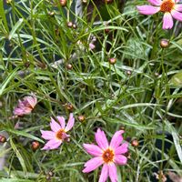 コレオプシス,私のお庭,千葉県北西部,コレオプシスタンドレス,小さな庭の画像