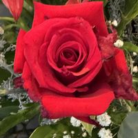 バラ,ステキ☆,ばら バラ 薔薇,いつも心に太陽を,お出かけ先の画像