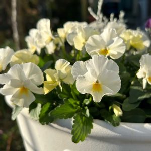 見元ビオラ エンジェルダック,見元ビオラ エンジェルダック,神戸べっぴんさんビオラ 夕香,神戸べっぴんさんビオラ 夕香,鉢植えの画像