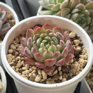 グロブローサ×リンゼアナ,グロブローサ×リンゼアナ,多肉植物,ベランダの画像