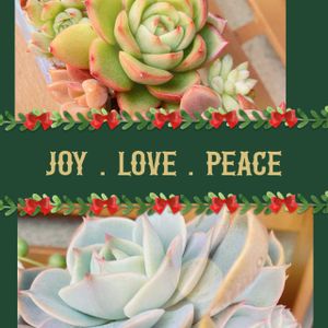 ロータス,多肉寄せ植えの画像