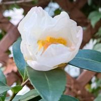 さざんか,シェードガーデン,日陰の庭,庭の画像